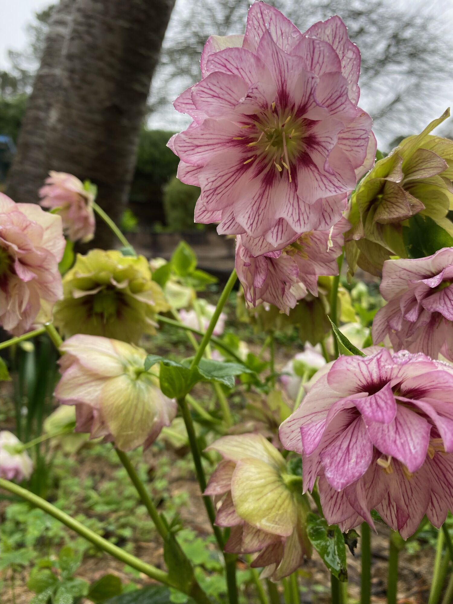 Pink and green hellebores flowering in winter